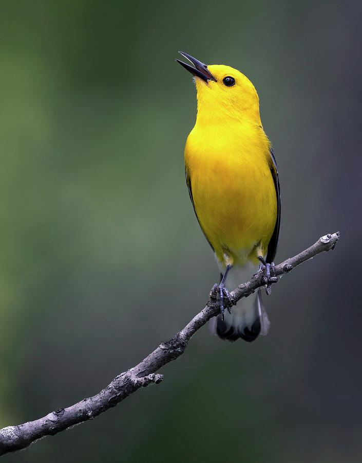 Yellow Profile Photograph by Art Cole