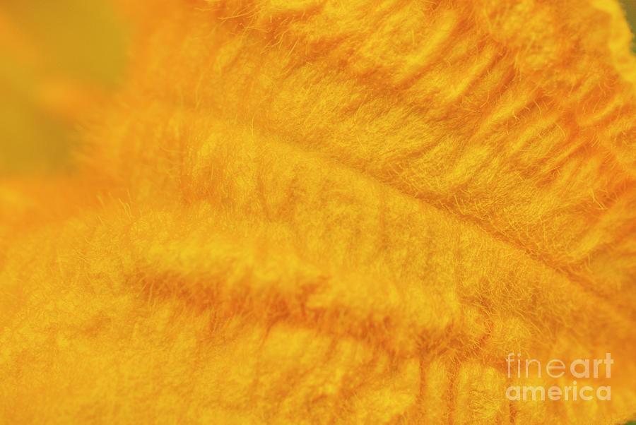 Yellow Pumpkin Flower Leaf Abstruct Photograph by Iris Richardson
