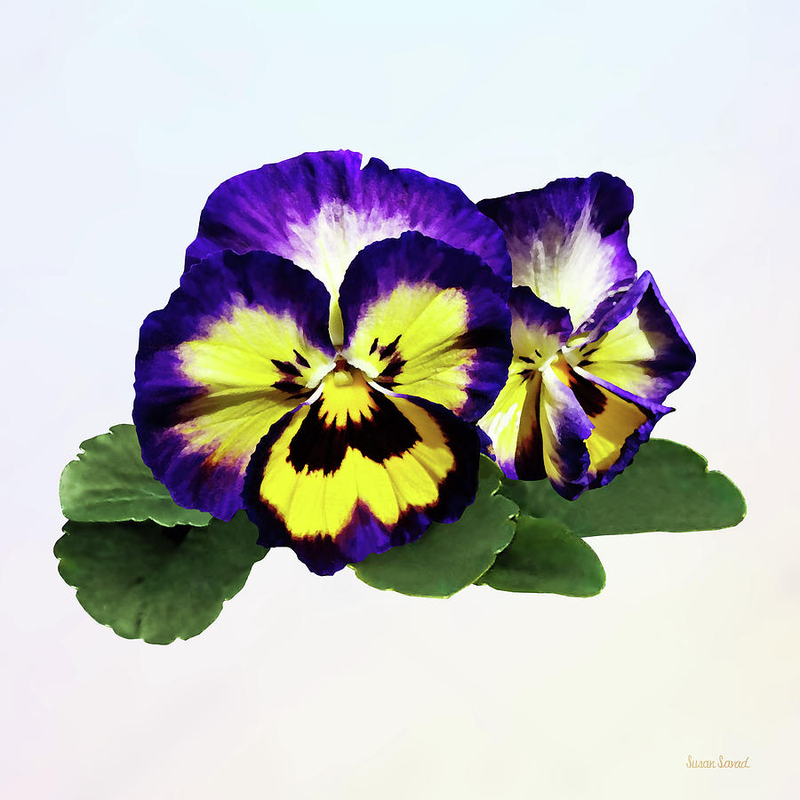 Yellow Purple and White Pansies Photograph by Susan Savad