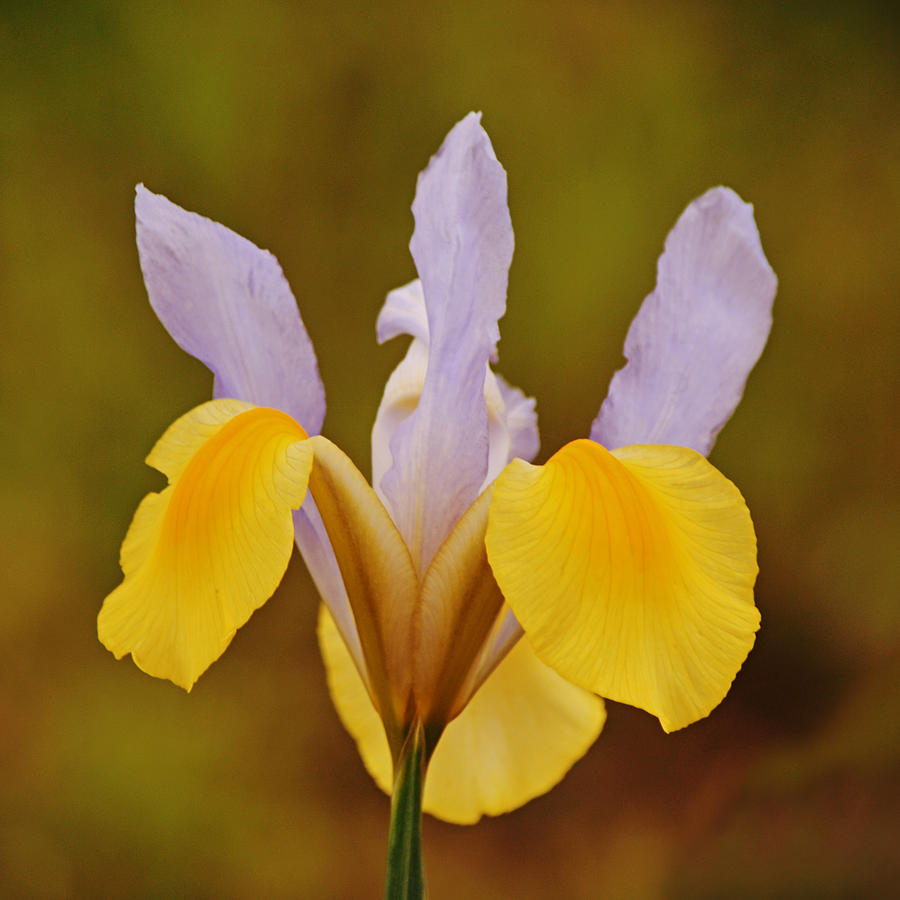 Yellow Purple Dutch Iris Squared Photograph by Gaby Ethington