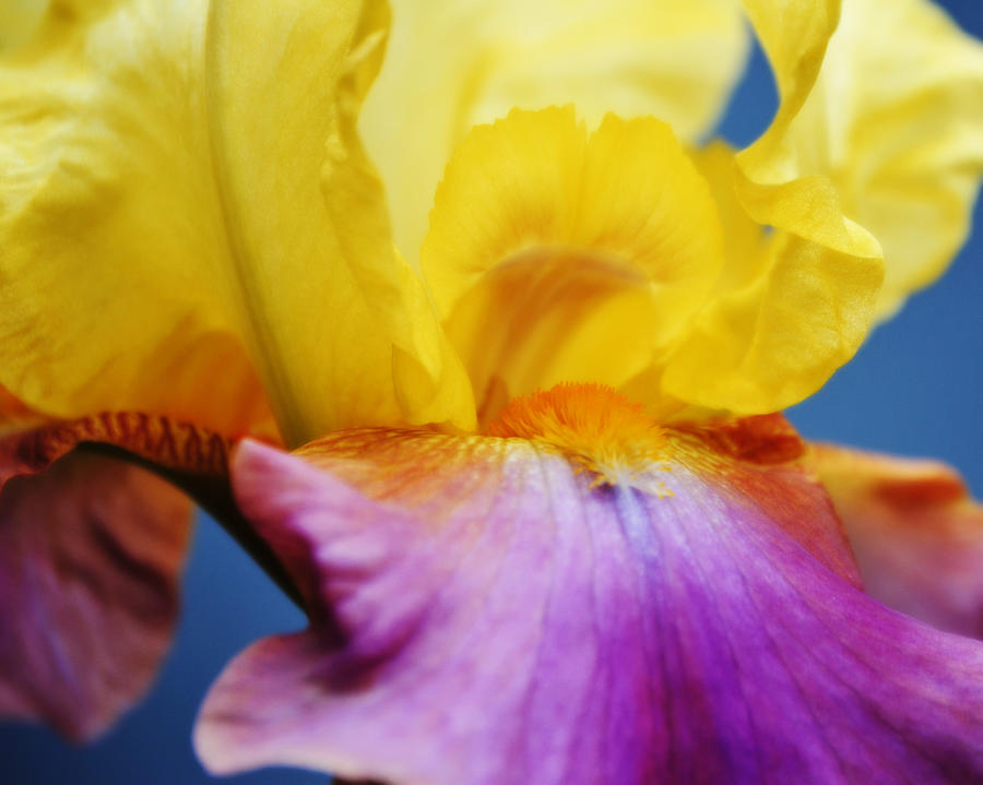 Yellow Purple Iris Flower Close Up Photograph by Gaby Ethington