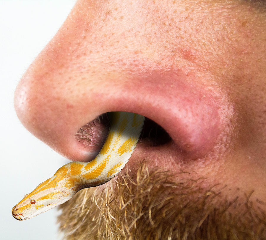 Yellow Python Snake And Nose Surreal Digital Art