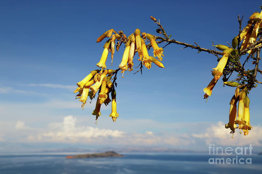 Yellow Qantuta Flowers and Lake Titicaca Photograph by James Brunker