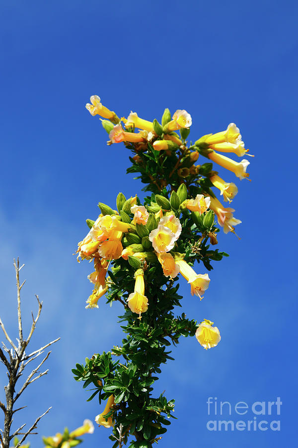 Yellow Qantuta Flowers Photograph by James Brunker