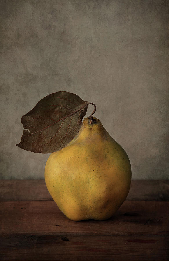 Yellow quince Photograph by Jaroslaw Blaminsky