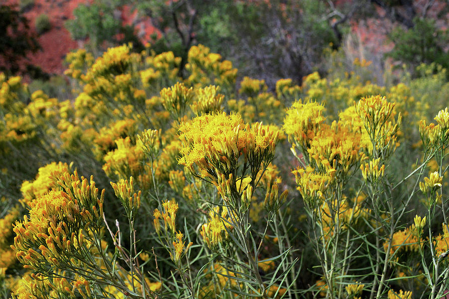 Yellow Rabbitbrush Of Zion Canyon Photograph by Glenn McCarthy Art and Photography
