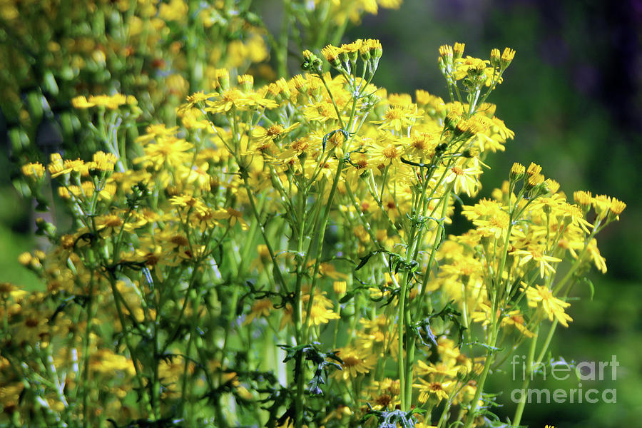 Yellow Ragwort Photograph by Doc Braham