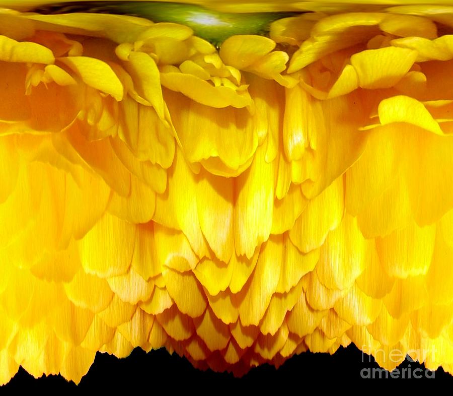 Yellow Ranunculus Abstract Photograph by Rose Santuci-Sofranko