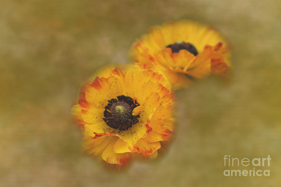 Yellow Ranunculus Digital Art  Photograph by Colleen Cornelius