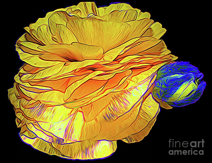 Yellow Ranunculus Flower Blue Edge Expressionist Abstract Photograph by Rose Santuci-Sofranko