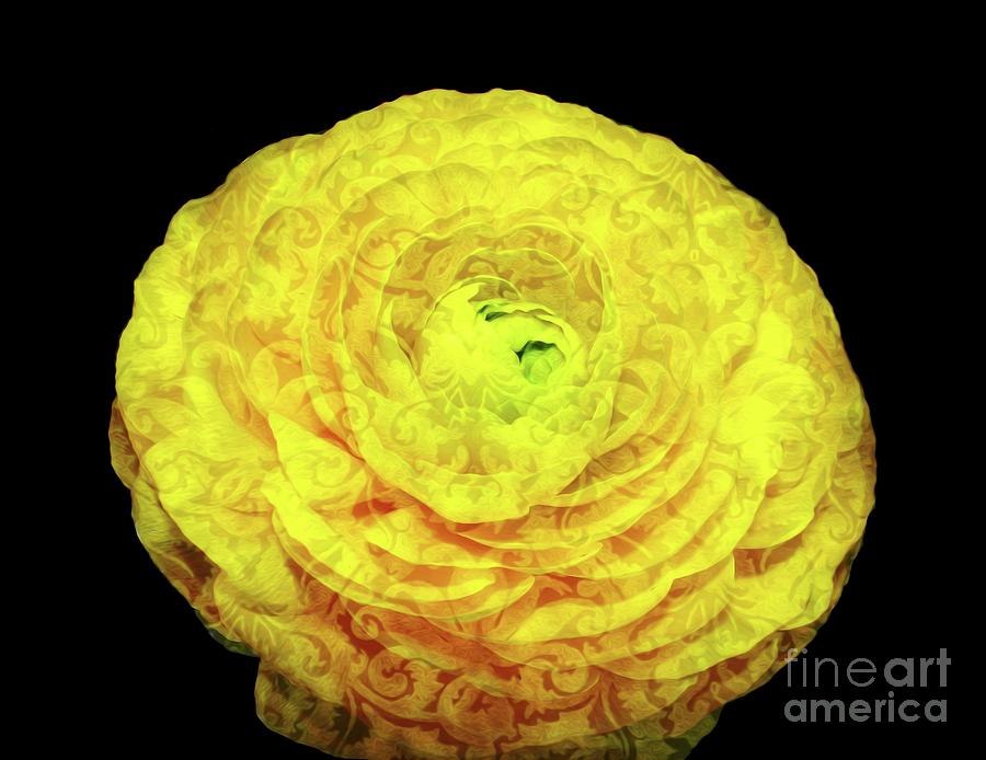 Yellow Ranunculus Flower Brocade and Soft Melt Abstract Photograph by Rose Santuci-Sofranko
