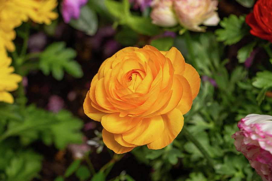 Yellow Ranunculus in March Photograph by Jeff Severson