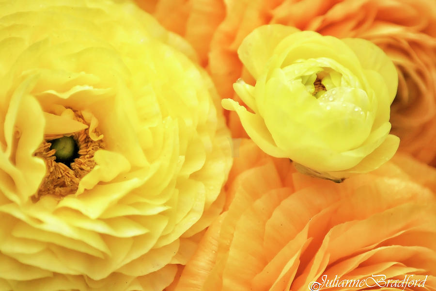 Yellow Photograph - Yellow Ranunculus by Julianne Bradford