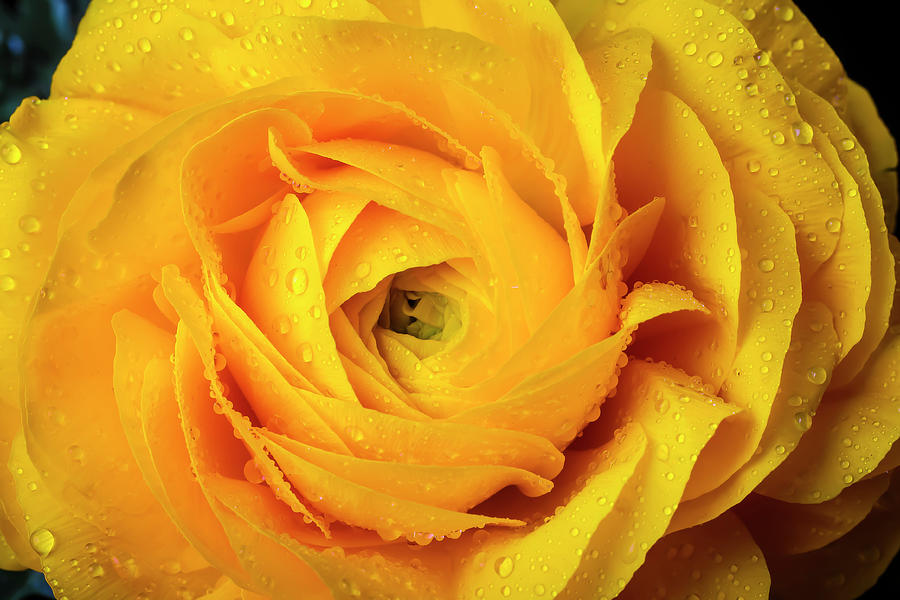 Yellow Ranunculus With Dew Photograph by Garry Gay