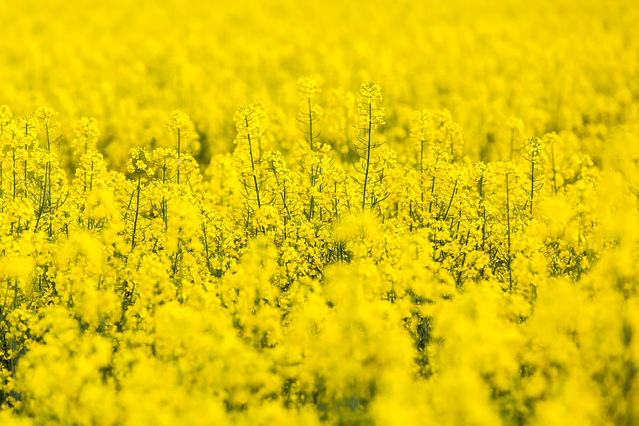 Yellow rapeseed flowers field Photograph by Alexander Spatari