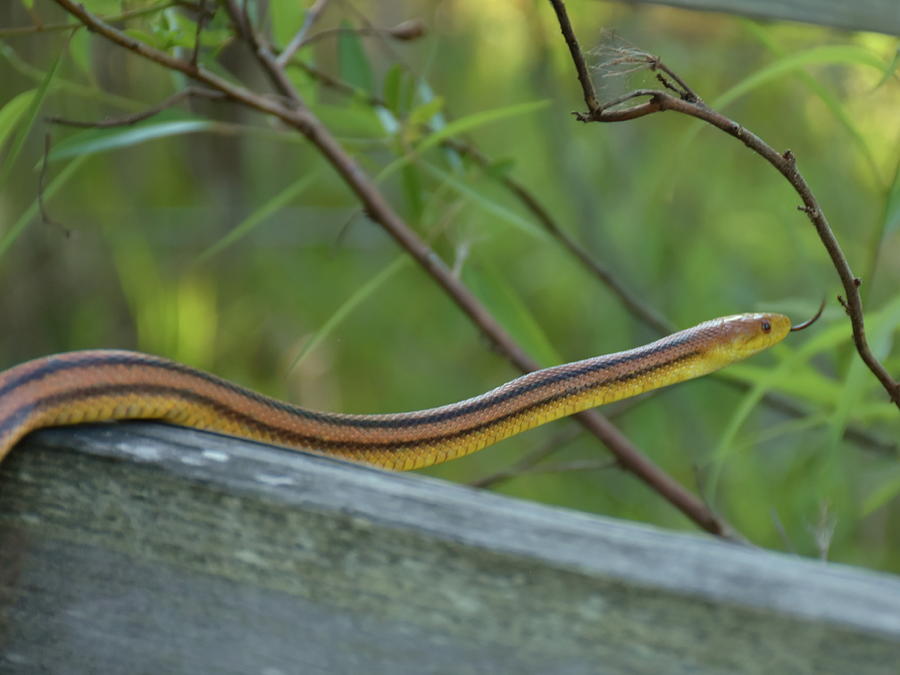 Yellow Rat Snake Photograph by Christopher Mercer