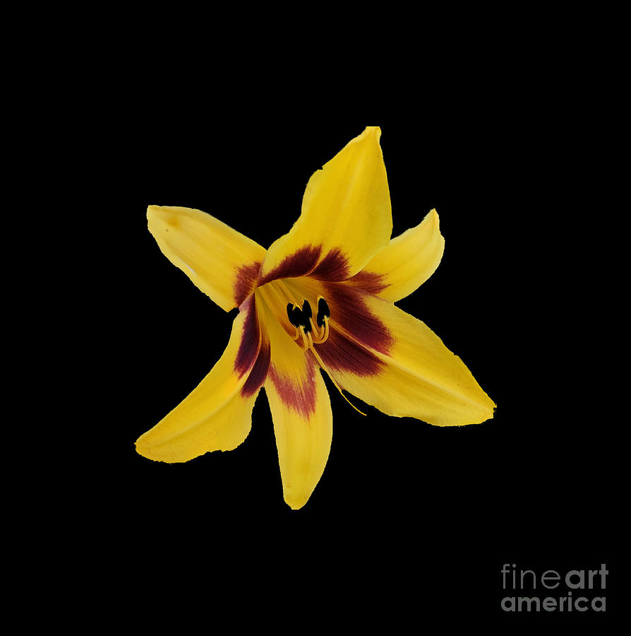 Yellow  Red Day Lily Photograph