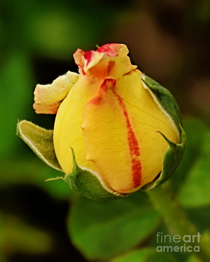Yellow-red Rose Photograph by Kathy M Krause