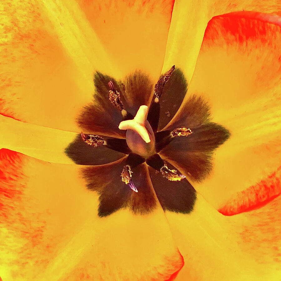 Yellow Red-tipped Tulip Photograph by Vicki Hone Smith Yellow Red-tipped Tulip Photograph by Vicki Hone Smith