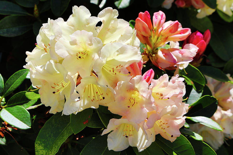 Yellow Rhododendron Photograph by Loyd Towe Photography