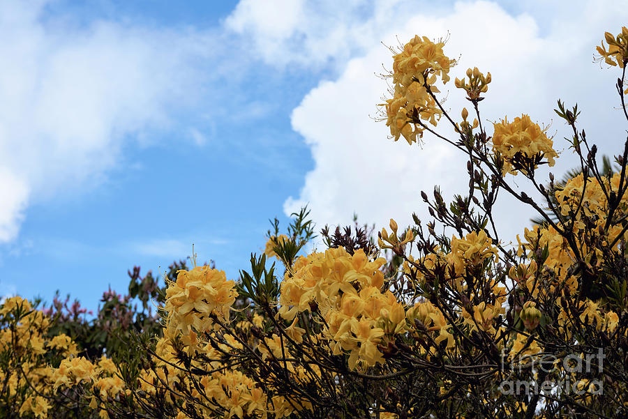 Yellow Rhododendrons Photograph by John  Mitchell