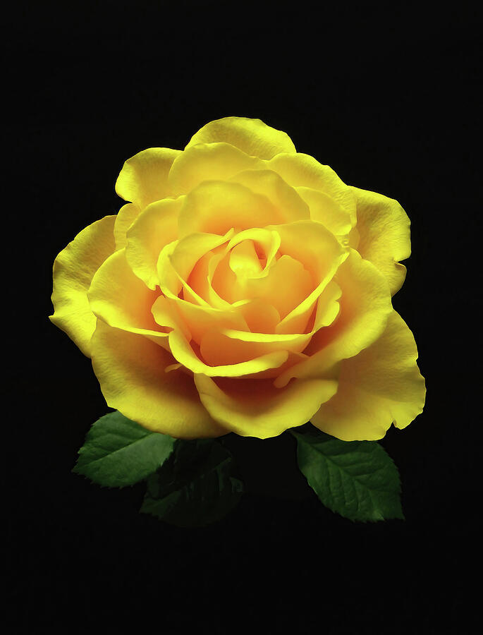 Yellow Rose 6 Photograph by Johanna Hurmerinta