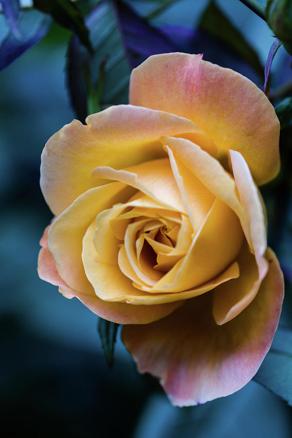 Yellow Rose Photograph by Aashish Vaidya