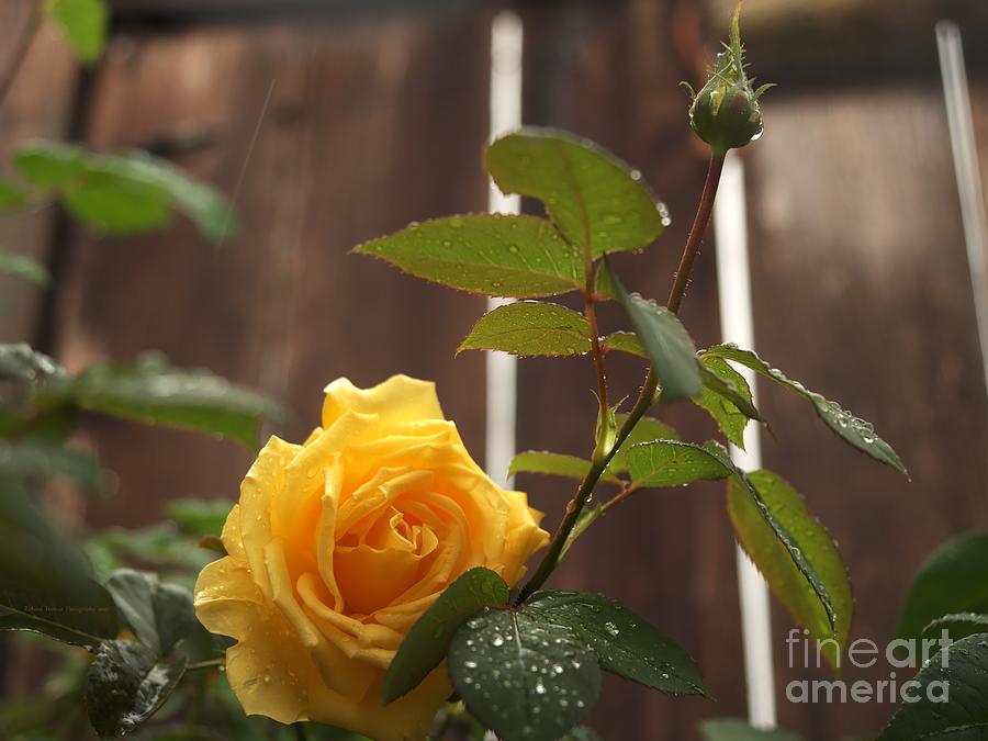 Yellow Rose Affection Photograph by Richard Thomas