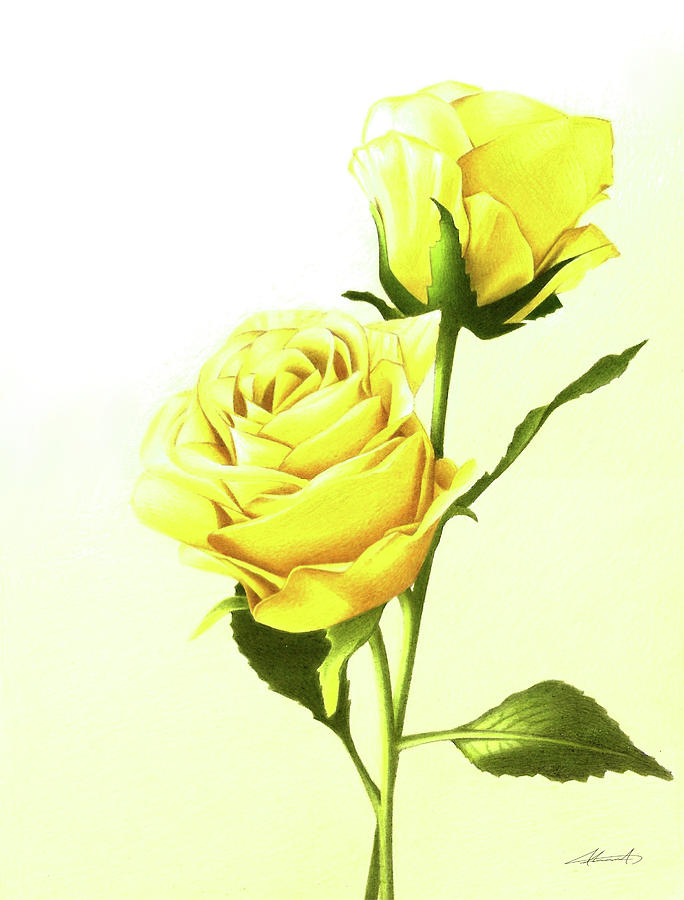 Yellow Rose Drawing by Ahmed Malik