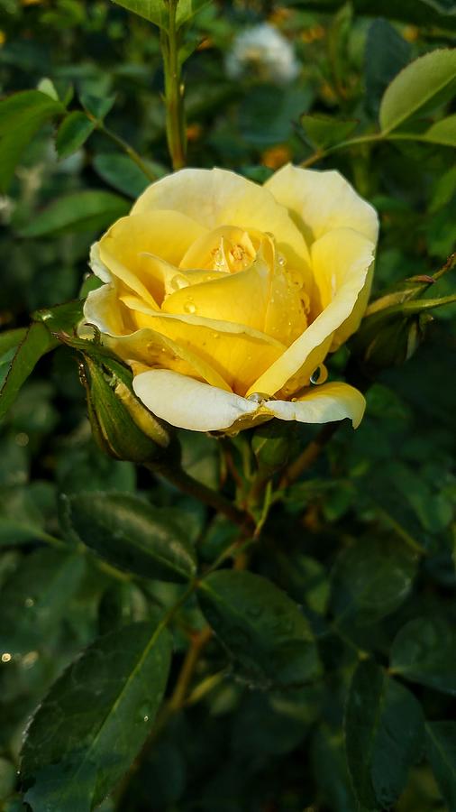 Yellow Rose Photograph by Amanda R Wright