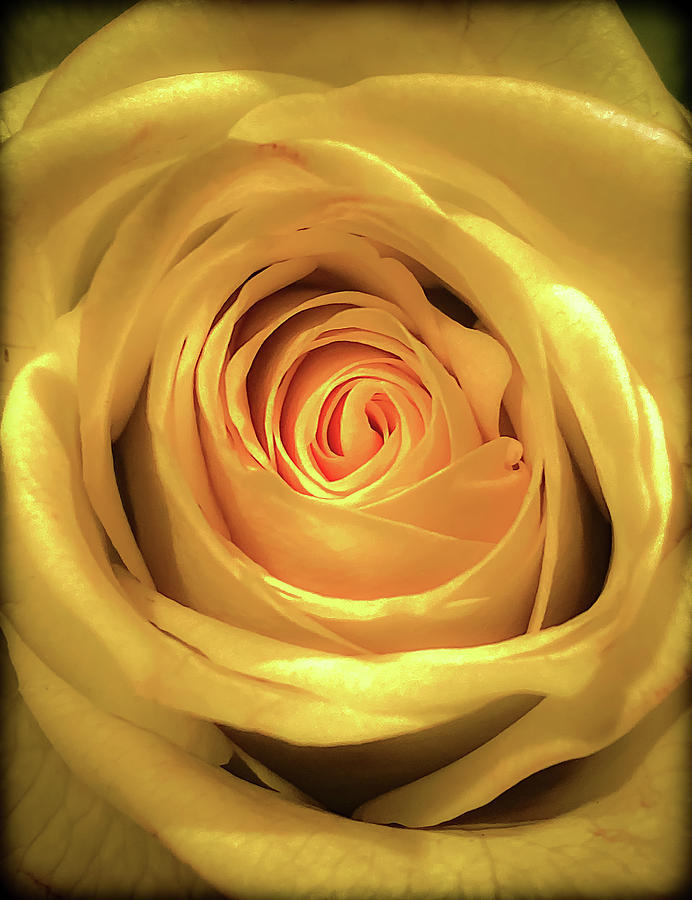 Yellow Rose Photograph by Anamar Pictures