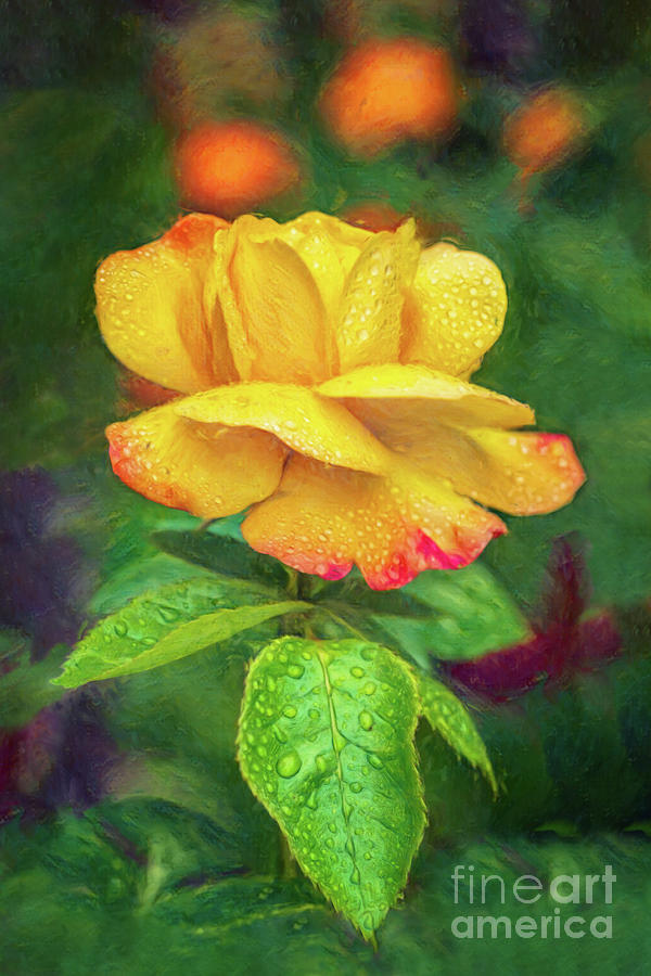 Yellow Rose Art Photograph by Adrian Evans
