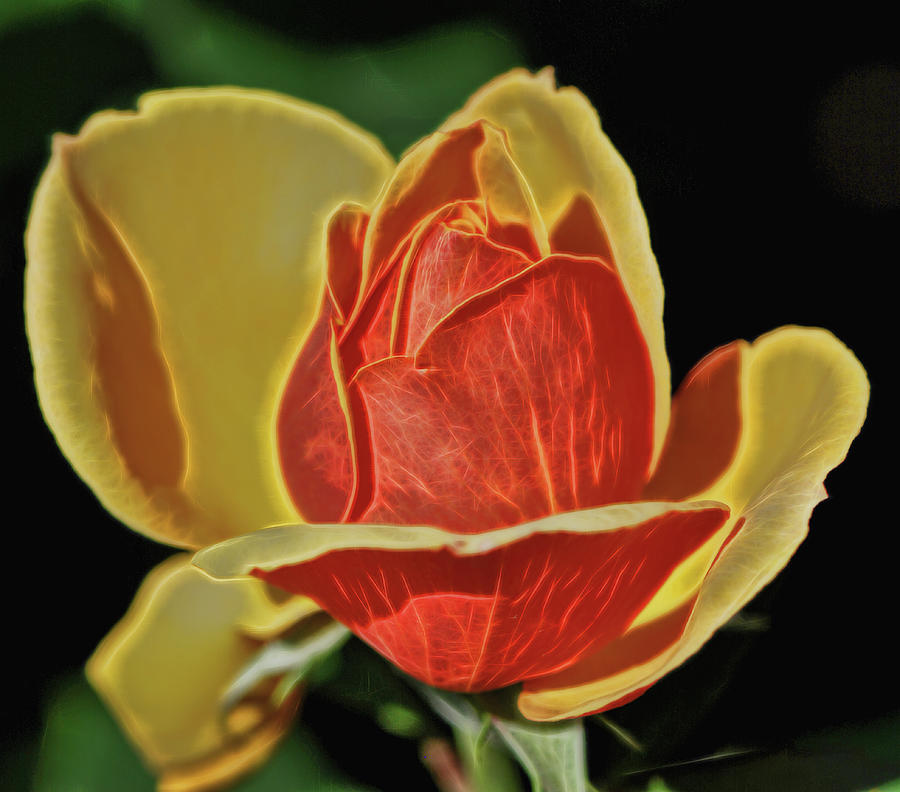 Yellow rose at Botanical Gardens Photograph by Cordia Murphy