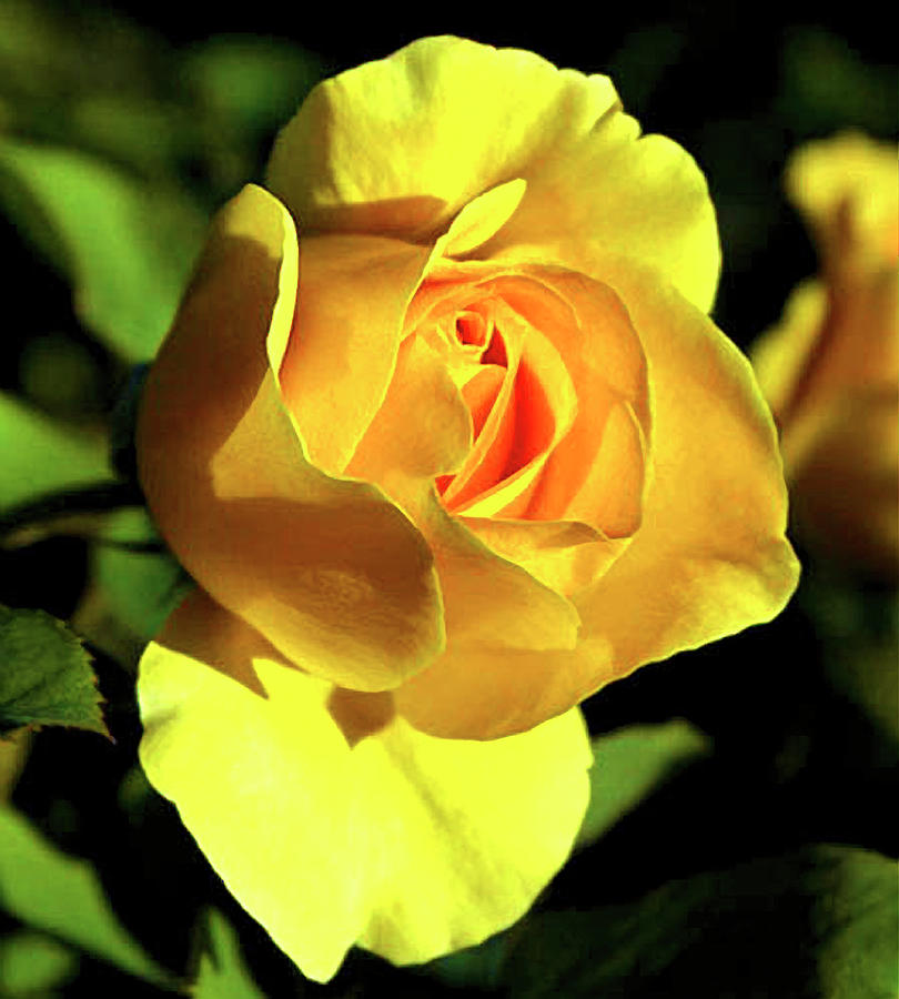 Yellow Rose at the Golden Hour Photograph by Pheasant Run Gallery