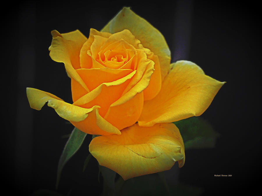 Yellow Rose August Photograph by Richard Thomas