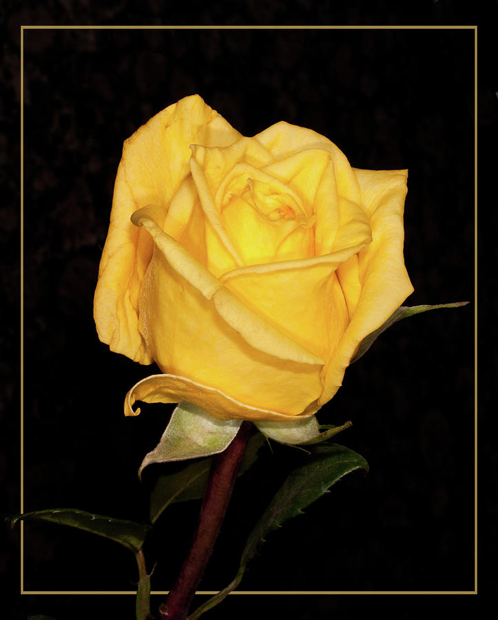 Yellow Rose Mixed Media by World Art Collective