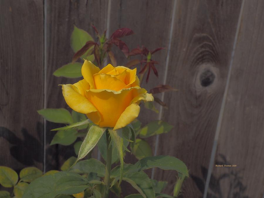 Yellow Rose Beauty Photograph by Richard Thomas