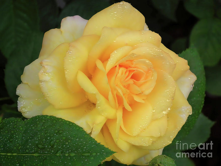 Yellow Rose Bloom Photograph by Scott Cameron