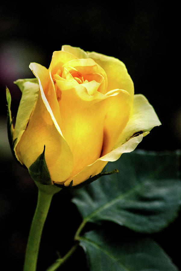 Yellow Rose BSG Photograph by Don Johnson