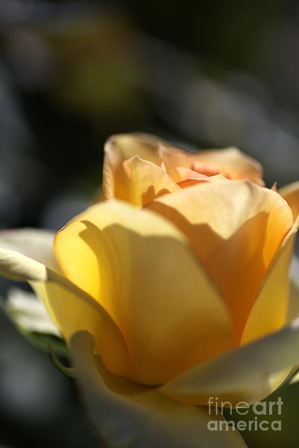 Yellow Rose Bud Dreams Photograph by Joy Watson