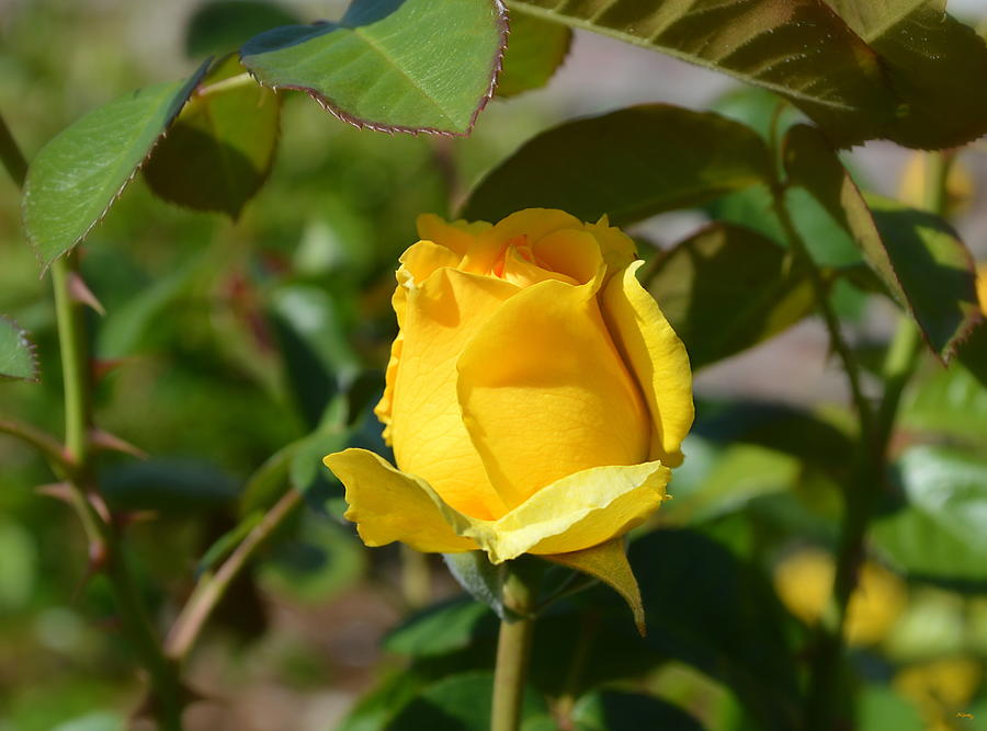 Yellow Rose Bud Photograph