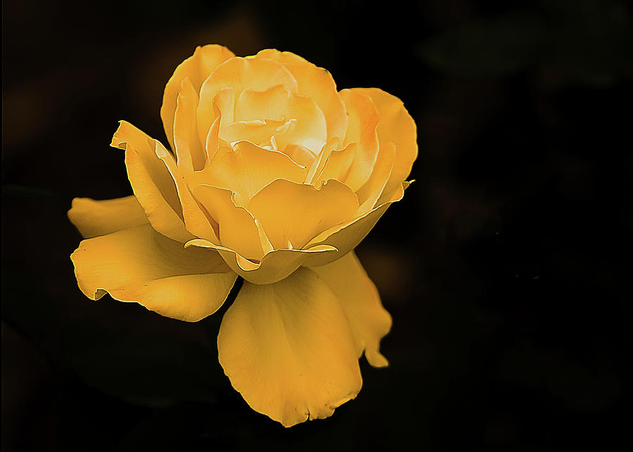 Yellow Rose but not Texas Photograph by Randall Branham