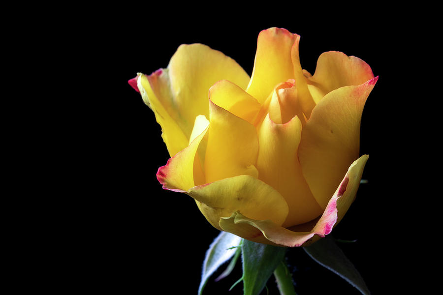Yellow Rose Photograph by Catherine Avilez