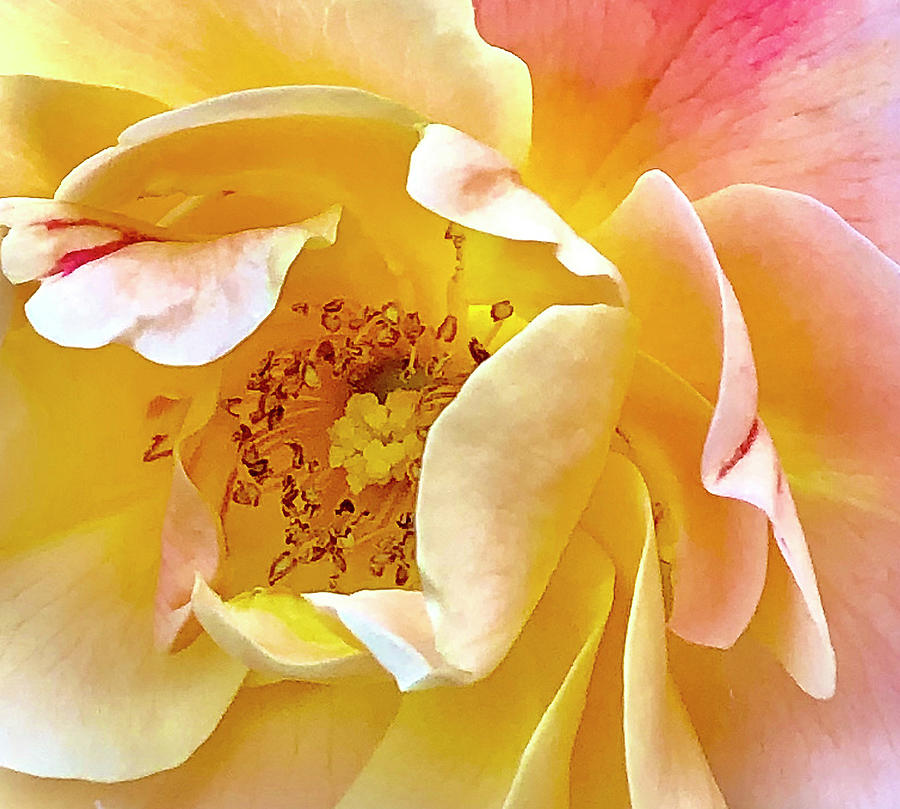 Yellow Rose Center Digital Art by Nancy Olivia Hoffmann