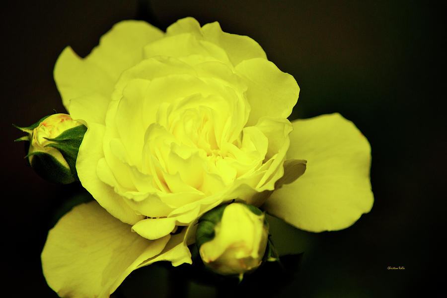 Yellow Rose Photograph by Christina Rollo