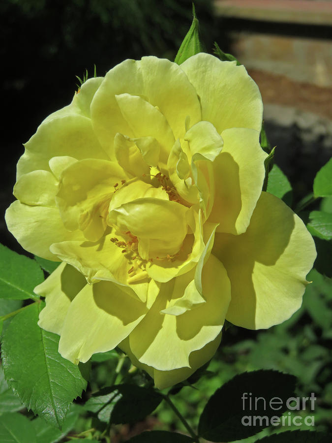 Yellow Rose Photograph by Cindy Murphy