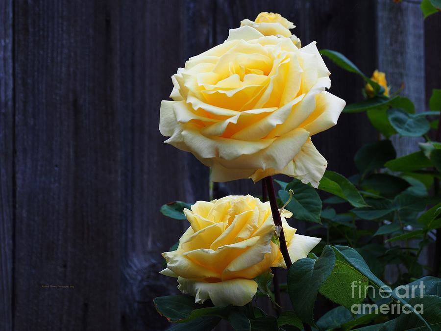 Yellow Rose Classy Photograph by Richard Thomas