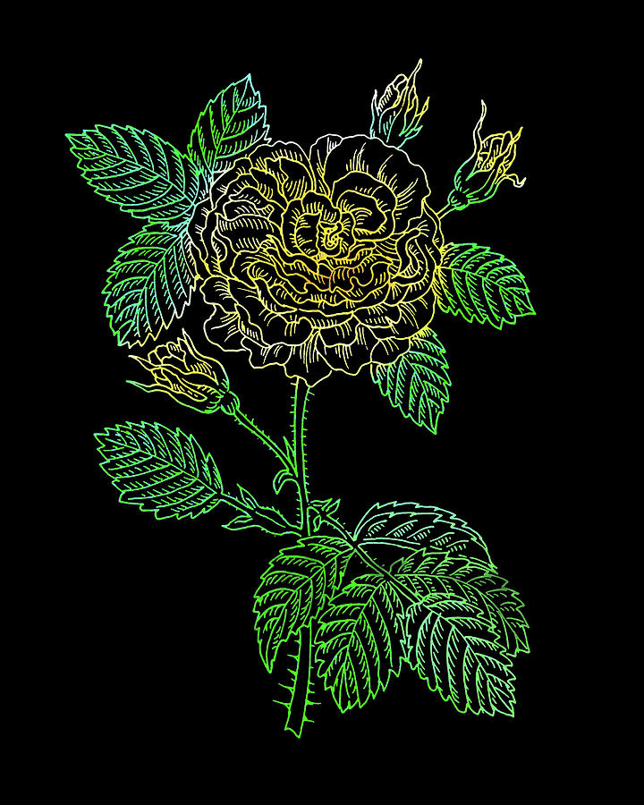 Yellow Rose Colorful Botanical Flower On Black Painting