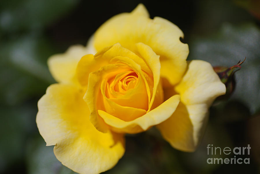 Yellow Rose Dreamer Photograph by Joy Watson