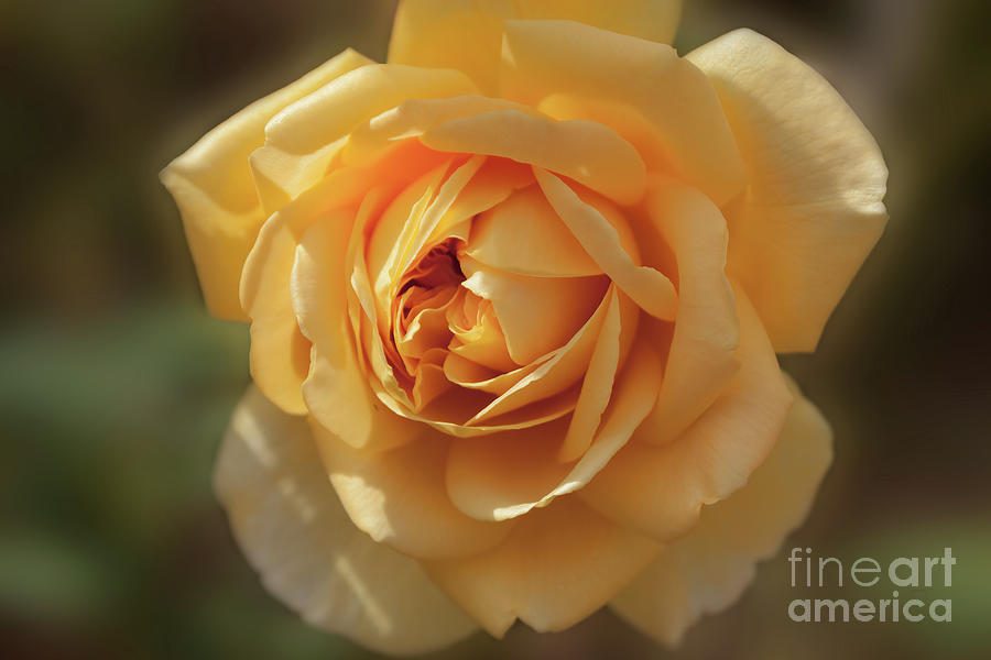Yellow Rose Photograph by Elaine Teague